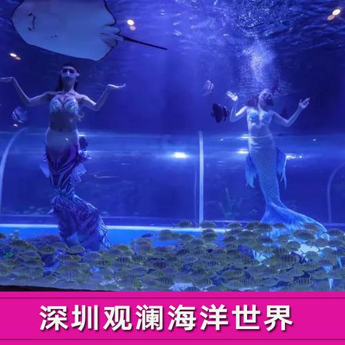 深圳哪里有大型水族馆-深圳哪里有大型水族馆开放
